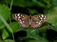 Speckled-Wood