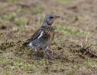 Fieldfare