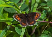 Scotch-Argus (m)