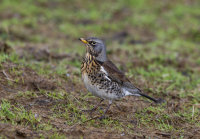 Fieldfare