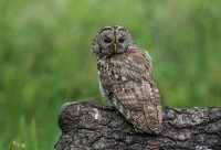 Tawny-Owl
