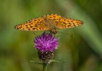 High-brown-Fritillary