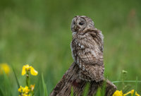 Tawny-Owl (m)