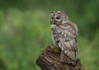 Tawny-Owl (m)