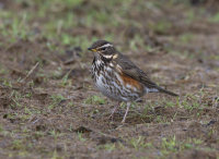 Redwing