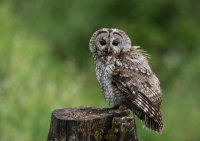 Tawny-Owl (m)
