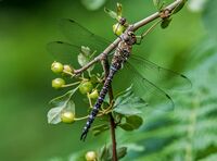 Migrant-Hawker (m)
