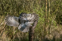 Tawny-Owl (m)
