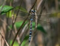 Common-Hawker (m)