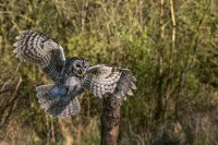 Tawny-Owl (m)