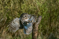 Tawny-Owl (m)