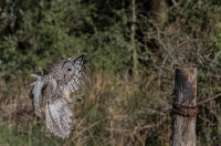 Tawny-Owl (m)