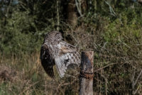 Tawny-Owl (m)