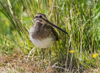 Snipe
