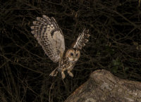 Tawny-Owl