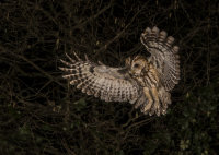 Tawny-Owl