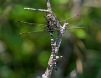 Common-Hawker (m)