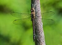 Migrant-Hawker (f)