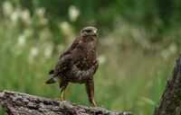 Buzzard