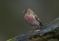 Lesser-Redpoll (m)