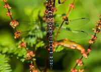 Migrant-Hawker (m)