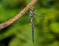 Migrant-Hawker (m)