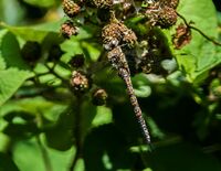 Migrant-Hawker (f)