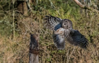 Tawny-Owl (m)