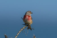 Linnet (m)