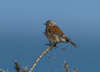 Linnet (m)
