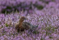 Red-Grouse (m)