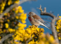Linnet (m)
