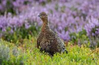 Red-Grouse (m)
