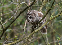 Tawny-Owl (m)