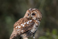 Tawny-Owl (f)