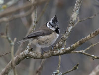 Crested-Tit