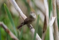 Garden-Warbler