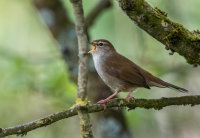 Cettis-Warbler (m)