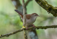 Cettis Warbler (m)