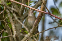 Garden-Warbler