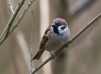 Tree-Sparrow