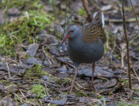 Water-Rail