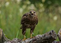 Buzzard