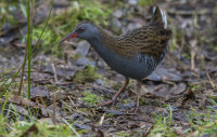 Water-Rail