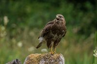 Buzzard