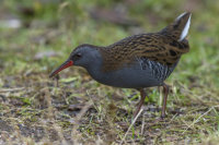 Water-Rail