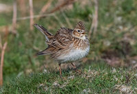 Skylark