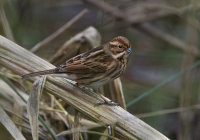 Reed-Bunting (f)