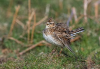 Skylark