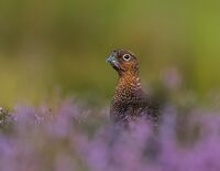 Red-Grouse (m)